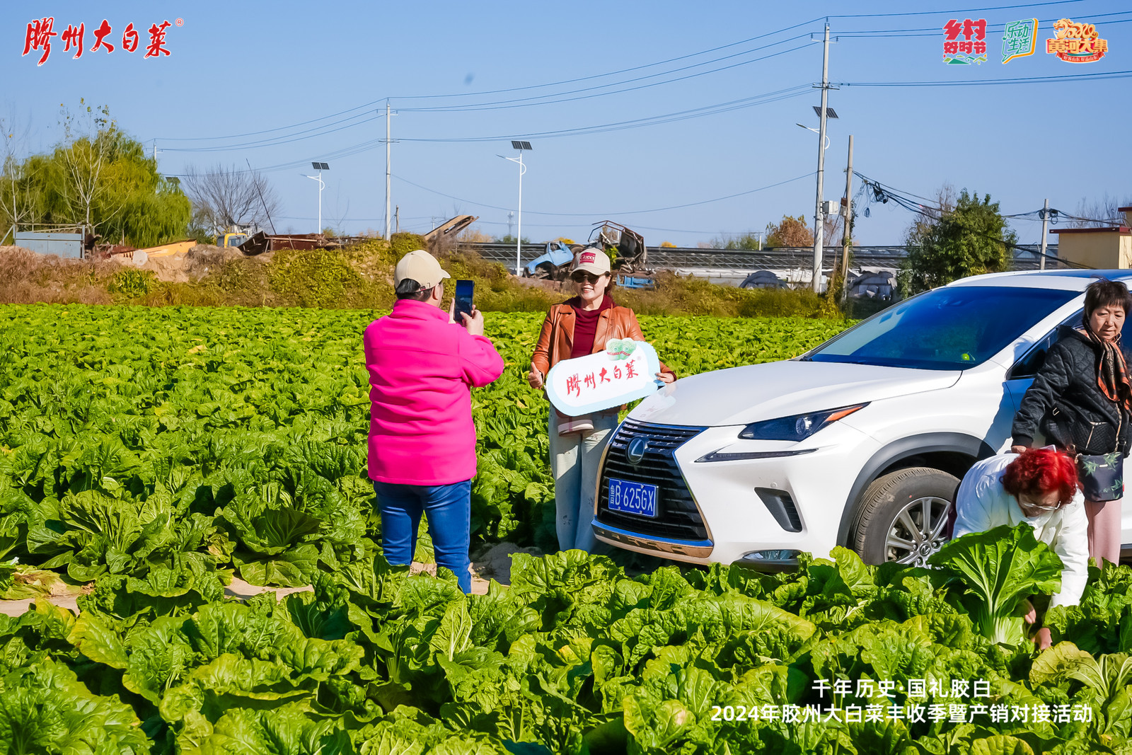 2024年胶州大白菜丰收季暨产销对接活动正式启动